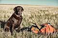 Chocolate Pointing Lab | Will Brewster Photographer